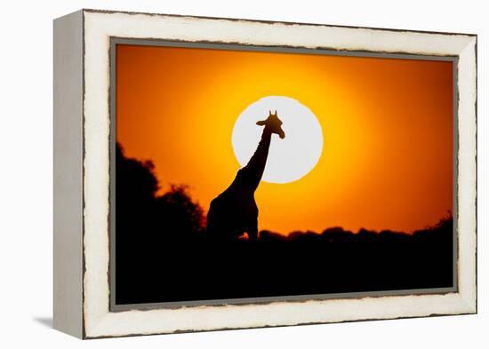 Southern Giraffe (Giraffa camelopardalis) at sunset, Etosha National Park, Namibia-null-Framed Premier Image Canvas