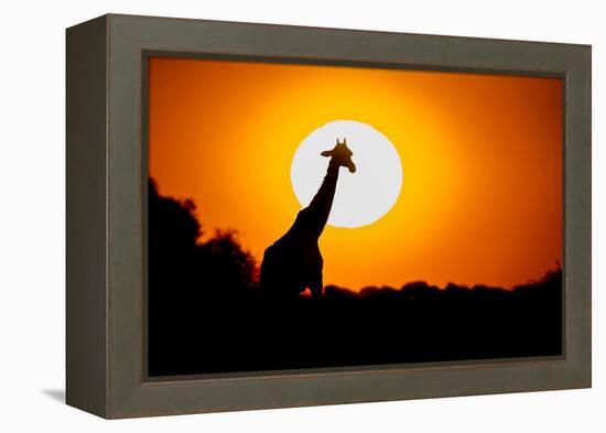 Southern Giraffe (Giraffa camelopardalis) at sunset, Etosha National Park, Namibia-null-Framed Premier Image Canvas