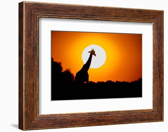 Southern Giraffe (Giraffa camelopardalis) at sunset, Etosha National Park, Namibia-null-Framed Photographic Print