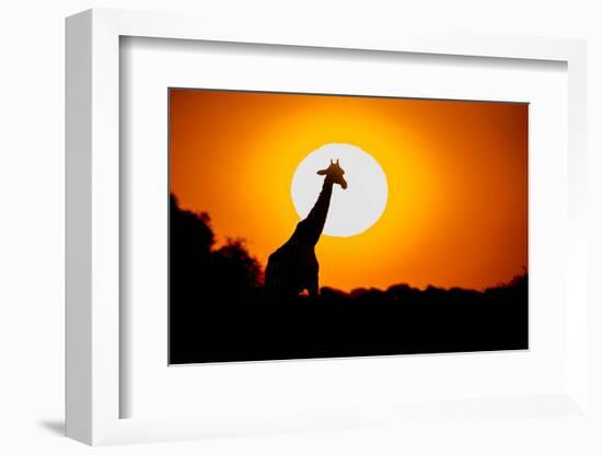 Southern Giraffe (Giraffa camelopardalis) at sunset, Etosha National Park, Namibia-null-Framed Photographic Print