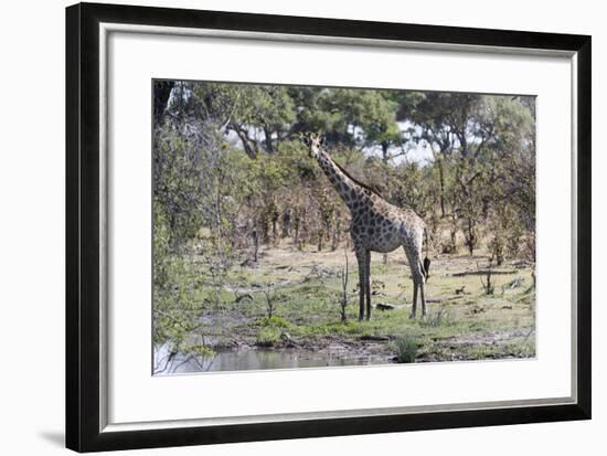 Southern Giraffe (Giraffa Camelopardalis), Khwai Concession, Okavango Delta, Botswana, Africa-Sergio Pitamitz-Framed Photographic Print