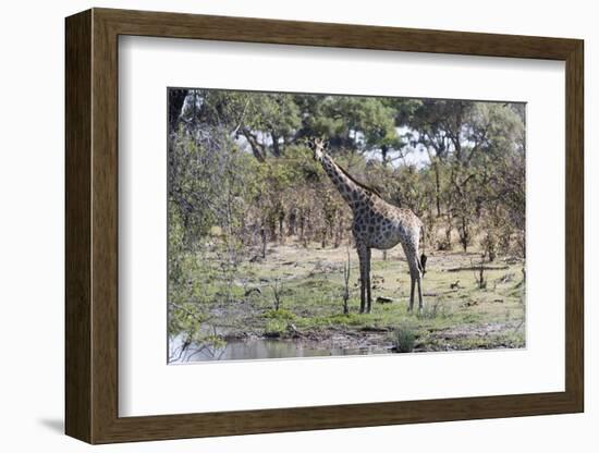 Southern Giraffe (Giraffa Camelopardalis), Khwai Concession, Okavango Delta, Botswana, Africa-Sergio Pitamitz-Framed Photographic Print