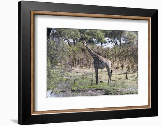 Southern Giraffe (Giraffa Camelopardalis), Khwai Concession, Okavango Delta, Botswana, Africa-Sergio Pitamitz-Framed Photographic Print