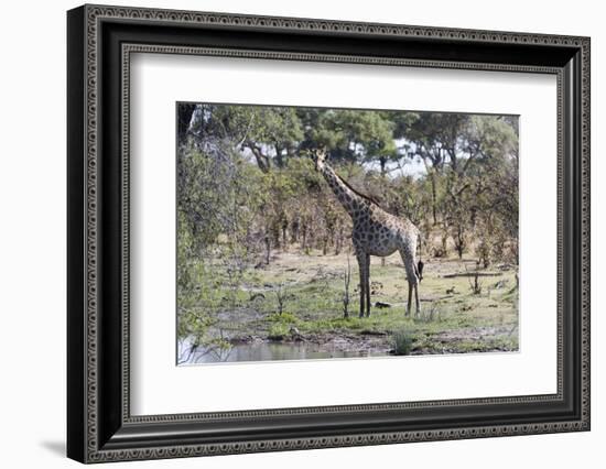 Southern Giraffe (Giraffa Camelopardalis), Khwai Concession, Okavango Delta, Botswana, Africa-Sergio Pitamitz-Framed Photographic Print