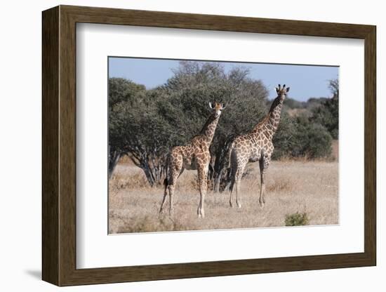 Southern Giraffe (Giraffa Camelopardalis), Mashatu Game Reserve, Botswana, Africa-Sergio-Framed Photographic Print