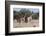 Southern Giraffe (Giraffa Camelopardalis), Mashatu Game Reserve, Botswana, Africa-Sergio-Framed Photographic Print