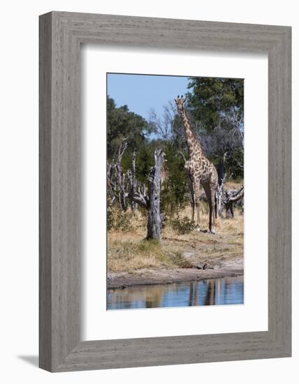 Southern Giraffe, Khwai Concession, Okavango Delta, Botswana-Sergio Pitamitz-Framed Photographic Print