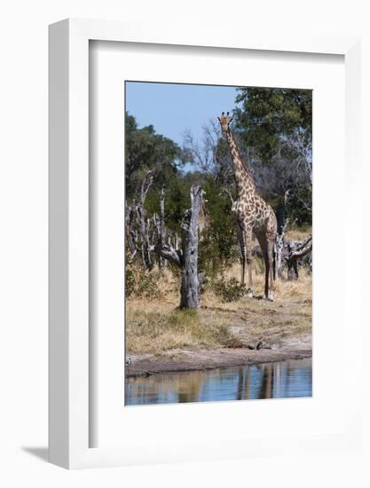 Southern Giraffe, Khwai Concession, Okavango Delta, Botswana-Sergio Pitamitz-Framed Photographic Print