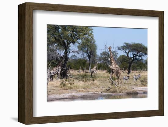 Southern Giraffe, Khwai Concession, Okavango Delta, Botswana-Sergio Pitamitz-Framed Photographic Print