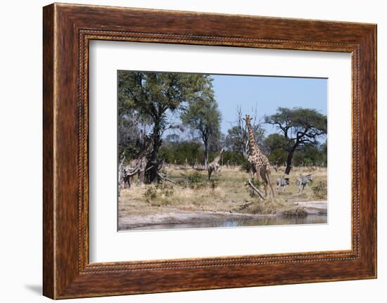 Southern Giraffe, Khwai Concession, Okavango Delta, Botswana-Sergio Pitamitz-Framed Photographic Print