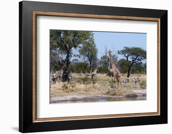 Southern Giraffe, Khwai Concession, Okavango Delta, Botswana-Sergio Pitamitz-Framed Photographic Print