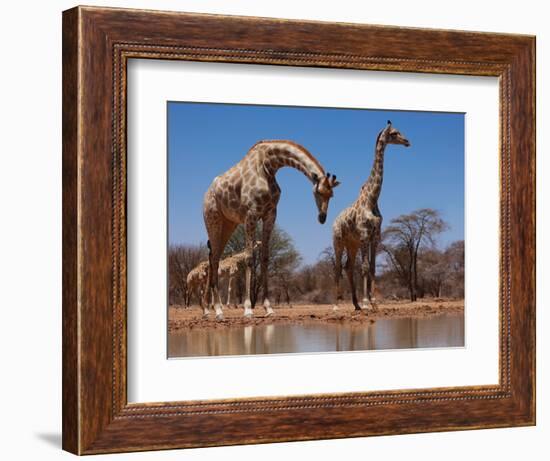 Southern Giraffes, 2019,-Eric Meyer-Framed Photographic Print