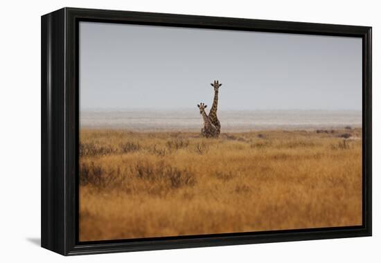 Southern Giraffes, Giraffa Camelopardalis Giraffa, Walking Through Grassland-Alex Saberi-Framed Premier Image Canvas