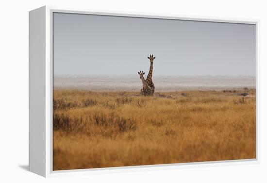 Southern Giraffes, Giraffa Camelopardalis Giraffa, Walking Through Grassland-Alex Saberi-Framed Premier Image Canvas