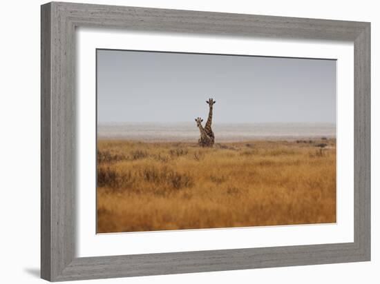 Southern Giraffes, Giraffa Camelopardalis Giraffa, Walking Through Grassland-Alex Saberi-Framed Photographic Print