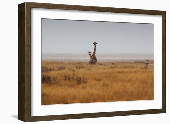Southern Giraffes, Giraffa Camelopardalis Giraffa, Walking Through Grassland-Alex Saberi-Framed Photographic Print