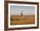 Southern Giraffes, Giraffa Camelopardalis Giraffa, Walking Through Grassland-Alex Saberi-Framed Photographic Print