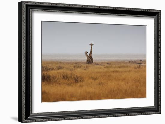 Southern Giraffes, Giraffa Camelopardalis Giraffa, Walking Through Grassland-Alex Saberi-Framed Photographic Print