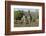 Southern Giraffes (Giraffa Camelopardalis), Khwai Concession, Okavango Delta, Botswana, Africa-Sergio Pitamitz-Framed Photographic Print