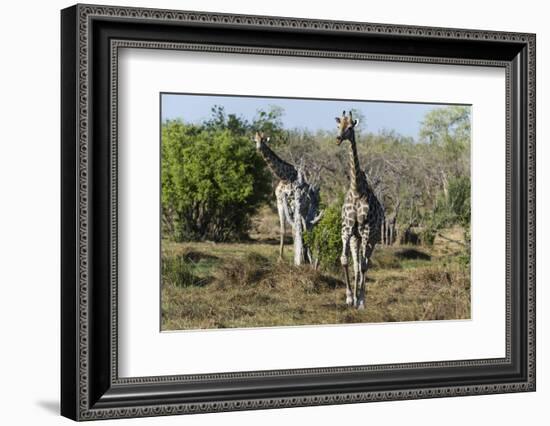 Southern Giraffes (Giraffa Camelopardalis), Khwai Concession, Okavango Delta, Botswana, Africa-Sergio Pitamitz-Framed Photographic Print