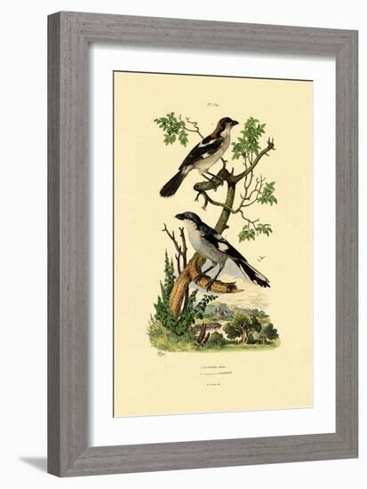 Southern Grey Shrike, 1833-39-null-Framed Giclee Print