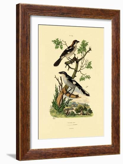 Southern Grey Shrike, 1833-39-null-Framed Giclee Print