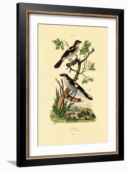 Southern Grey Shrike, 1833-39-null-Framed Giclee Print