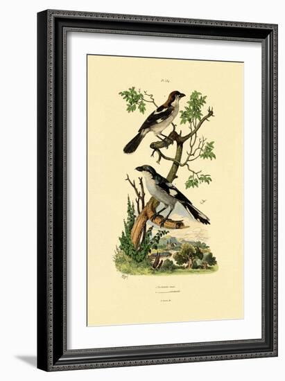 Southern Grey Shrike, 1833-39-null-Framed Giclee Print