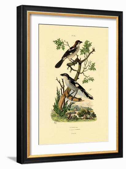 Southern Grey Shrike, 1833-39-null-Framed Giclee Print