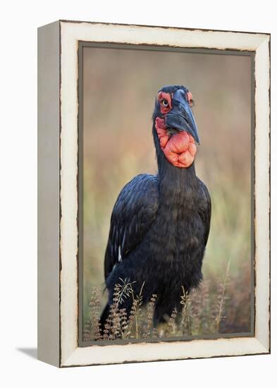 Southern Ground-Hornbill (Ground Hornbill) (Bucorvus Leadbeateri)-James Hager-Framed Premier Image Canvas