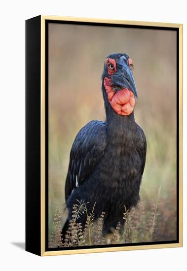 Southern Ground-Hornbill (Ground Hornbill) (Bucorvus Leadbeateri)-James Hager-Framed Premier Image Canvas