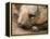 Southern Hairy Nosed Wombat, Australia-David Wall-Framed Premier Image Canvas