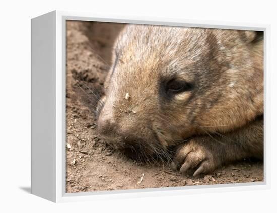Southern Hairy Nosed Wombat, Australia-David Wall-Framed Premier Image Canvas