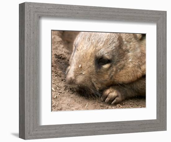 Southern Hairy Nosed Wombat, Australia-David Wall-Framed Photographic Print