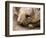 Southern Hairy Nosed Wombat, Australia-David Wall-Framed Photographic Print