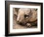 Southern Hairy Nosed Wombat, Australia-David Wall-Framed Photographic Print