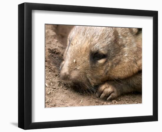 Southern Hairy Nosed Wombat, Australia-David Wall-Framed Photographic Print