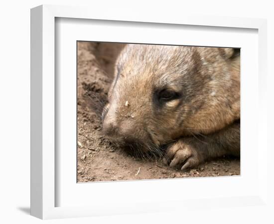 Southern Hairy Nosed Wombat, Australia-David Wall-Framed Photographic Print