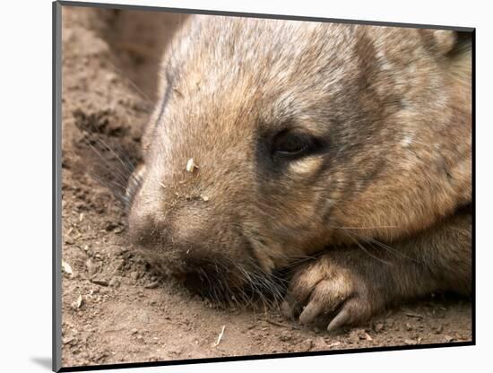 Southern Hairy Nosed Wombat, Australia-David Wall-Mounted Photographic Print