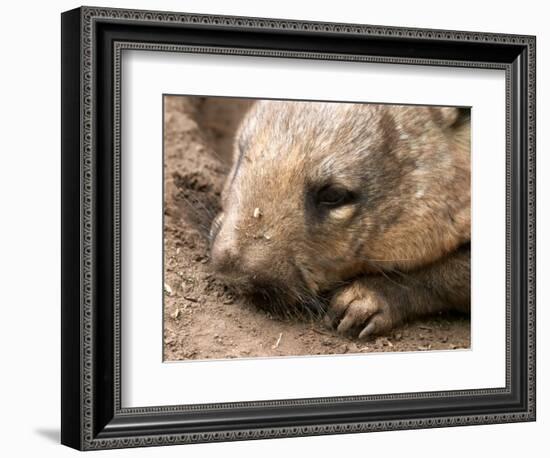 Southern Hairy Nosed Wombat, Australia-David Wall-Framed Photographic Print