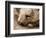 Southern Hairy Nosed Wombat, Australia-David Wall-Framed Photographic Print