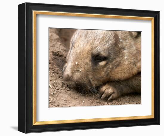 Southern Hairy Nosed Wombat, Australia-David Wall-Framed Photographic Print