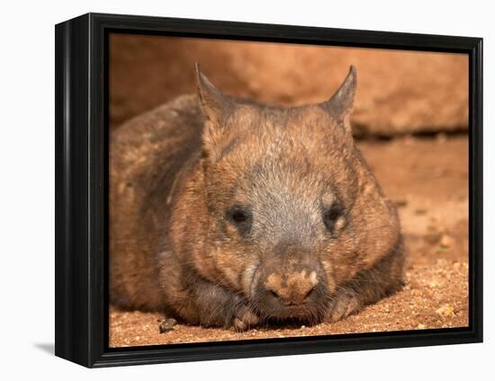 Southern Hairy-Nosed Wombat, Australia-David Wall-Framed Premier Image Canvas
