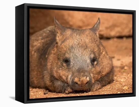 Southern Hairy-Nosed Wombat, Australia-David Wall-Framed Premier Image Canvas