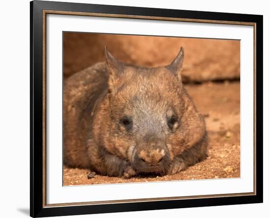 Southern Hairy-Nosed Wombat, Australia-David Wall-Framed Photographic Print