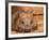 Southern Hairy-Nosed Wombat, Australia-David Wall-Framed Photographic Print