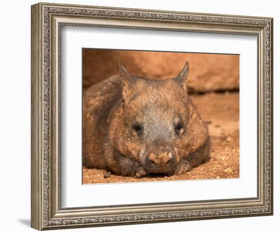 Southern Hairy-Nosed Wombat, Australia-David Wall-Framed Photographic Print