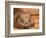 Southern Hairy-Nosed Wombat, Australia-David Wall-Framed Photographic Print