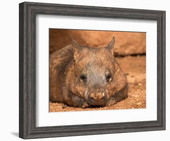 Southern Hairy-Nosed Wombat, Australia-David Wall-Framed Photographic Print