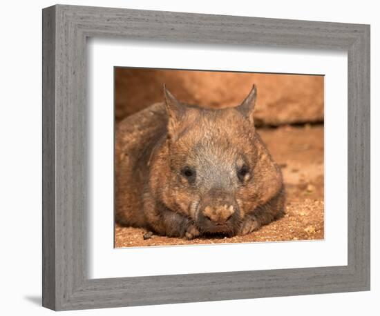 Southern Hairy-Nosed Wombat, Australia-David Wall-Framed Photographic Print